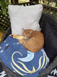 Found/Stray Male Cat last seen Salaberry and O'brien, Montréal, QC H4J 2B6