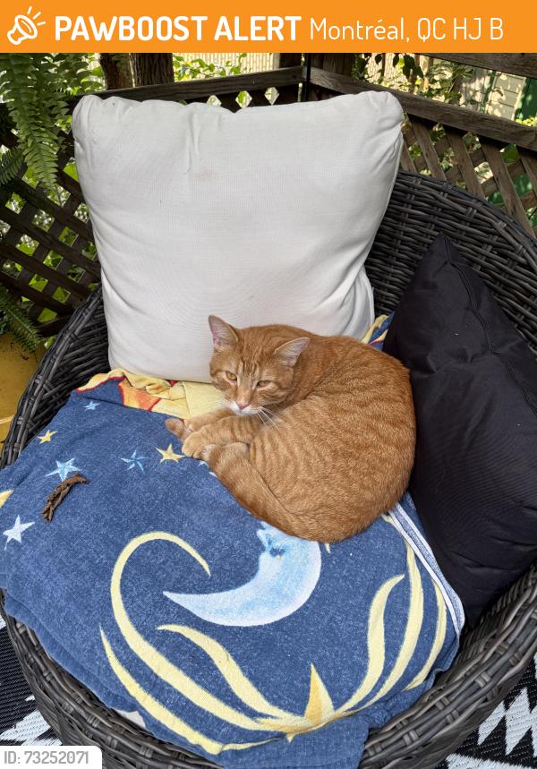 Found/Stray Male Cat last seen Salaberry and O'brien, Montréal, QC H4J 2B6