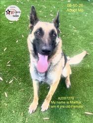 Shelter Stray Female Dog last seen , 1850 W 60th St, Los Angeles, CA 90047, USA