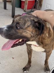 Reunited Male Dog last seen Bob Mitchell & Dean Jones, El Paso, TX 79936