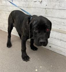 Shelter Stray Female Dog last seen , 333 Chandler Pl, San Bernardino, CA 92408, USA