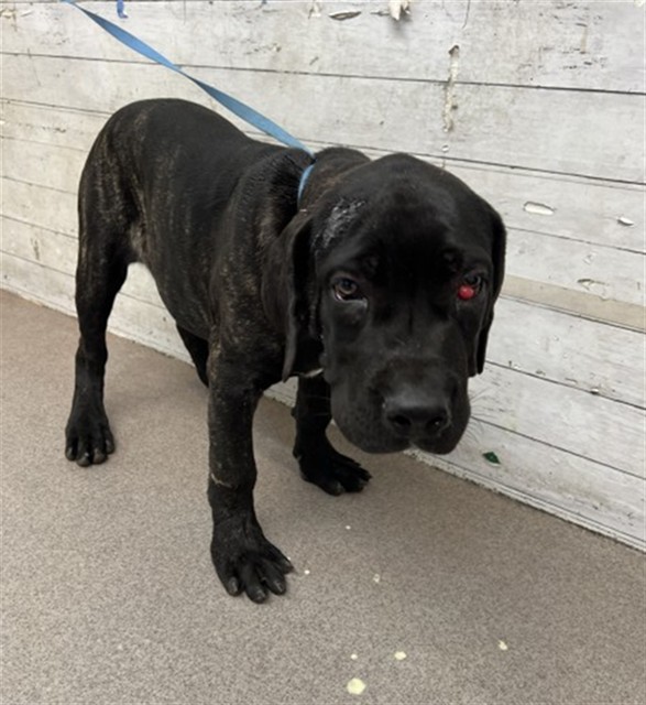 Shelter Stray Female Dog last seen , 333 Chandler Pl, San Bernardino, CA 92408, USA