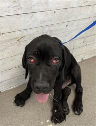 Shelter Stray Male Dog last seen , 333 Chandler Pl, San Bernardino, CA 92408, USA