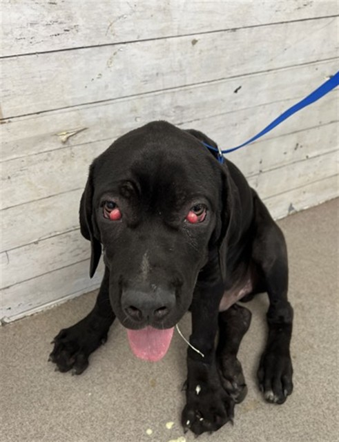 Shelter Stray Male Dog last seen , 333 Chandler Pl, San Bernardino, CA 92408, USA