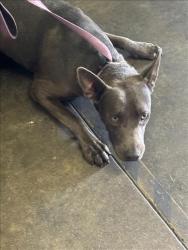 Shelter Stray Male Dog last seen , 1850 W 60th St, Los Angeles, CA 90047, USA