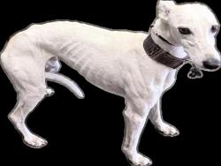 Shelter Stray Male Dog last seen , 1850 W 60th St, Los Angeles, CA 90047, USA