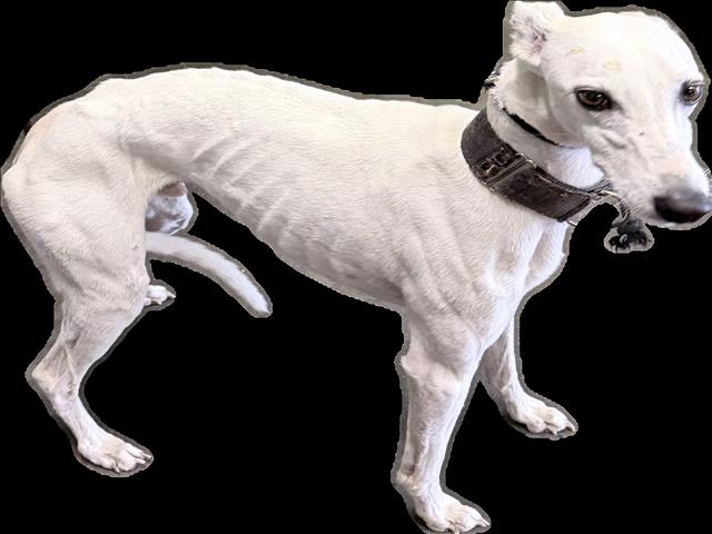 Shelter Stray Male Dog last seen , 1850 W 60th St, Los Angeles, CA 90047, USA