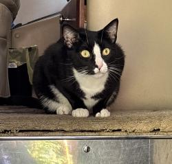 Lost Male Cat last seen Lowes, Jackson, MI 49202