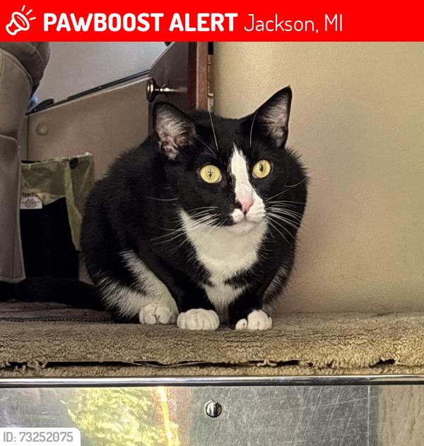 Lost Male Cat last seen Lowes, Jackson, MI 49202