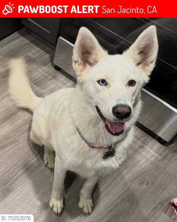 Lost Female Dog last seen Ramona Expressway and Vernon, San Jacinto, CA 92583