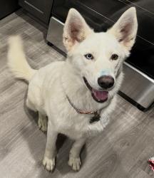 Lost Female Dog last seen Ramona Expressway and Vernon, San Jacinto, CA 92583