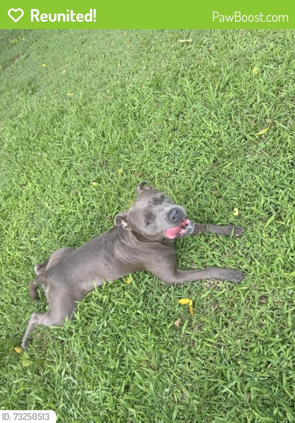 Reunited Male Dog last seen Duff Drive, Sawmills, NC 28638