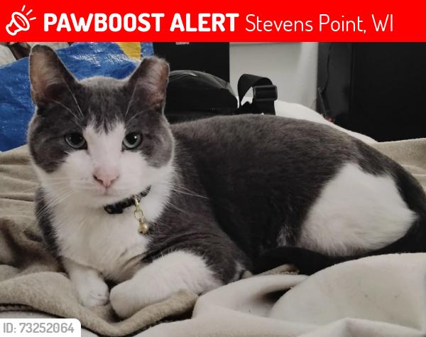 Lost Male Cat last seen In plover or stevens point, WI., Stevens Point, WI 54481