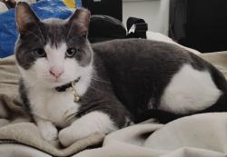 Lost Male Cat last seen In plover or stevens point, WI., Stevens Point, WI 54481
