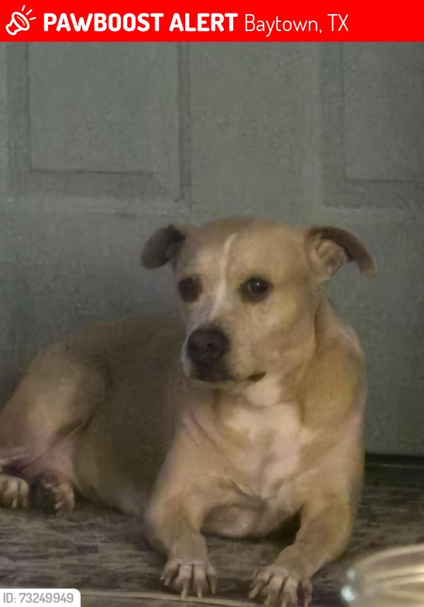 Lost Female Dog last seen Gresham st baytown, Baytown, TX 77520