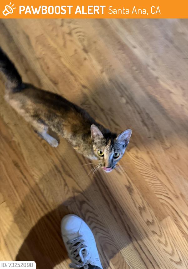 Found/Stray Unknown Cat last seen Main and edgewood, Santa Ana, CA 92706