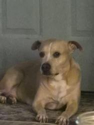 Lost Female Dog last seen Gresham st baytown, Baytown, TX 77520