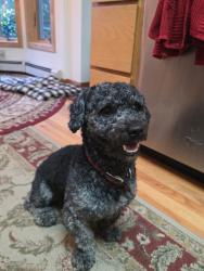 Found/Stray Unknown Dog last seen City hall, Danbury, CT 06810