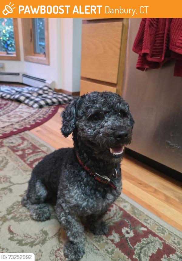 Found/Stray Unknown Dog last seen City hall, Danbury, CT 06810