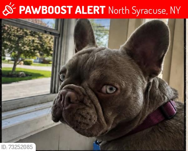 Lost Female Dog last seen Near North Syracuse, North Syracuse, NY 13212