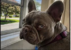 Lost Female Dog last seen Near North Syracuse, North Syracuse, NY 13212
