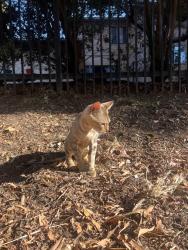 Found/Stray Male Cat last seen Temescal Creek Park, Emeryville, CA 94608