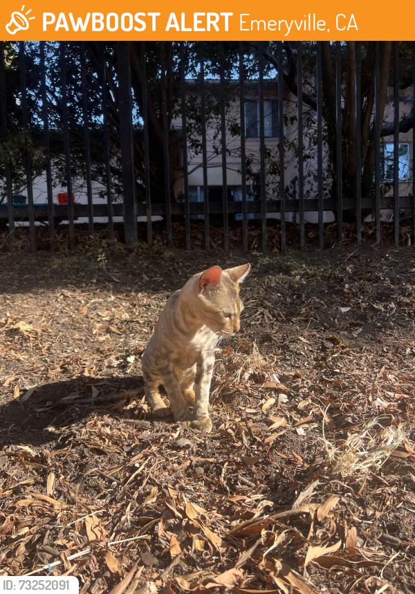 Found/Stray Male Cat last seen Temescal Creek Park, Emeryville, CA 94608