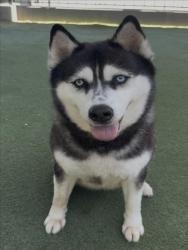 Shelter Stray Female Dog last seen , 11361 W Pico Blvd, Los Angeles, CA 90064, USA