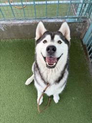 Shelter Stray Male Dog last seen , 11361 W Pico Blvd, Los Angeles, CA 90064, USA