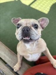 Shelter Stray Male Dog last seen , 11361 W Pico Blvd, Los Angeles, CA 90064, USA