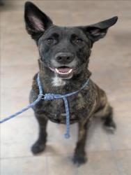 Shelter Stray Male Dog last seen , West Valley Animal Shelter, 20655 Plummer St, Chatsworth, CA 91311, USA