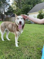 Found/Stray Female Dog last seen Moilsonwood Dr, Bartlett, TN 38135