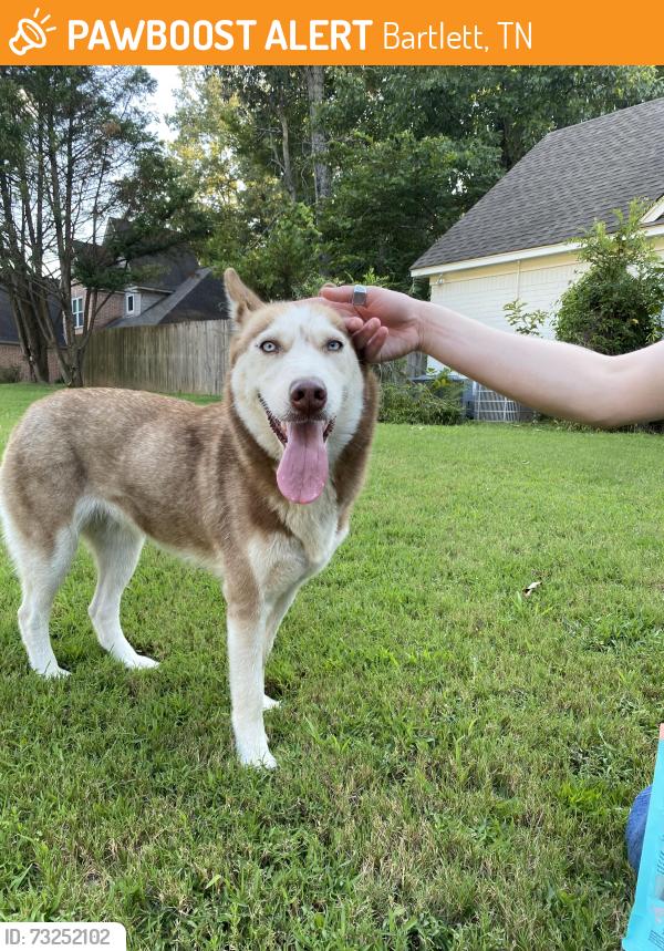 Found/Stray Female Dog last seen Moilsonwood Dr, Bartlett, TN 38135