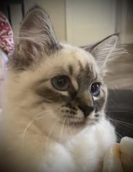 Lost Female Cat last seen Bee lane, Silverton, OR 97381