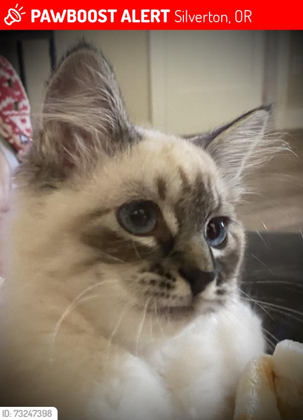 Lost Female Cat last seen Bee lane, Silverton, OR 97381