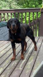 Lost Female Dog last seen Snye Life Convenience Store, Le Haut-Saint-Laurent, QC H0M 1A1