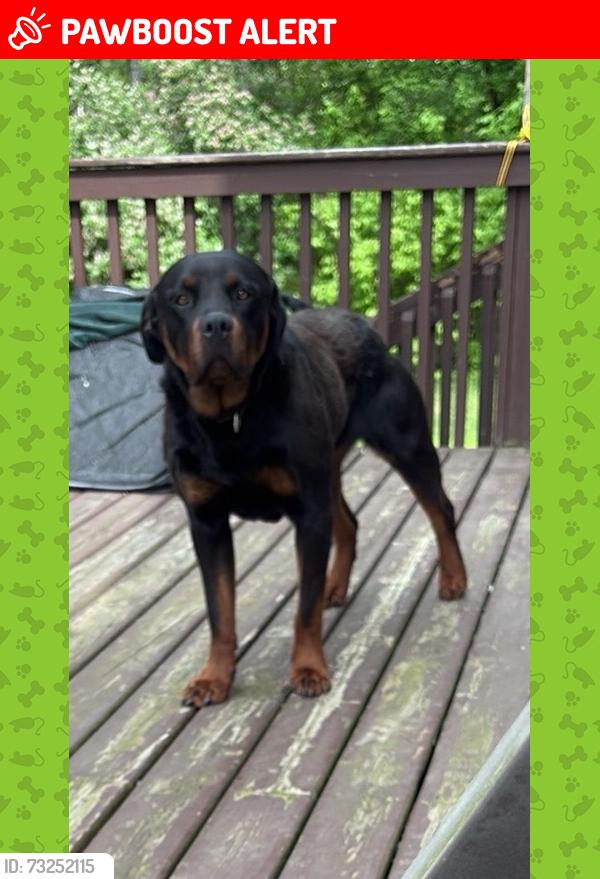 Lost Female Dog last seen Snye Life Convenience Store, Le Haut-Saint-Laurent, QC H0M 1A1