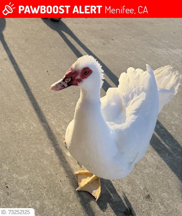 Lost Unknown Bird last seen Bradly, Menifee, CA 92586