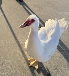 Lost Unknown Bird last seen Bradly, Menifee, CA 92586