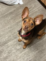 Lost Female Dog last seen Near west 4300 s, Roy, UT 84067