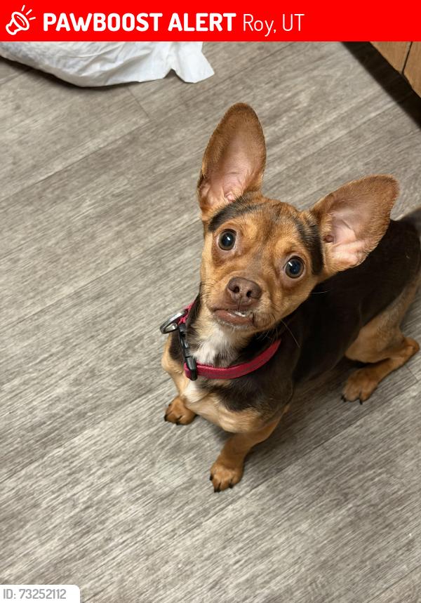 Lost Female Dog last seen Near west 4300 s, Roy, UT 84067