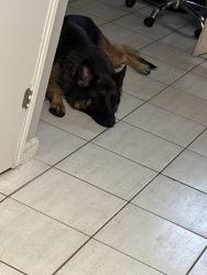 Reunited Female Dog last seen Longview st., Conroe, TX 77301