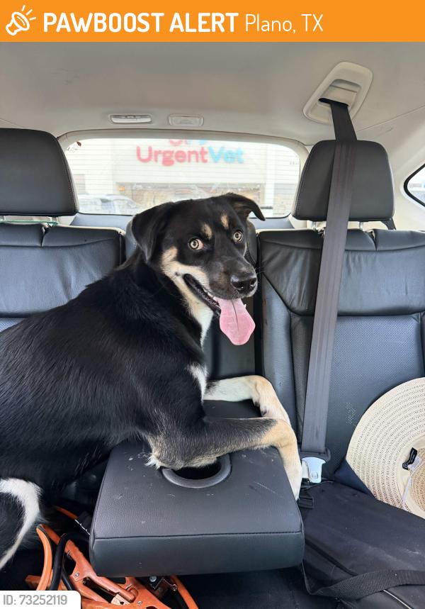 Found/Stray Unknown Dog last seen Bel Air oaks apmts, Plano, TX 75093