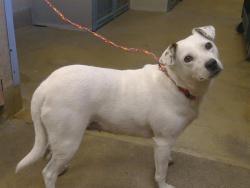 Shelter Stray Female Dog last seen GALT, CA 95632, 3839 Bradshaw Rd, Sacramento, CA 95827, USA