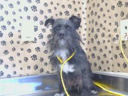 Shelter Stray Male Dog last seen BRUCEVILLE RD/TWIN CITIES RD, ELK GROVE 95757, 3839 Bradshaw Rd, Sacramento, CA 95827, USA