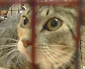 Shelter Stray Female Cat last seen AURELIUS WAY/TRAJAN DR,95662, 3839 Bradshaw Rd, Sacramento, CA 95827, USA