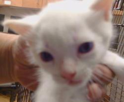 Shelter Stray Female Cat last seen AURELIUS WAY/TRAJAN DR,95662, 3839 Bradshaw Rd, Sacramento, CA 95827, USA