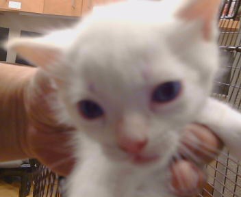 Shelter Stray Female Cat last seen AURELIUS WAY/TRAJAN DR,95662, 3839 Bradshaw Rd, Sacramento, CA 95827, USA