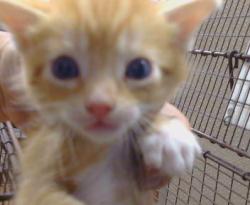 Shelter Stray Female Cat last seen AURELIUS WAY/TRAJAN DR,95662, 3839 Bradshaw Rd, Sacramento, CA 95827, USA