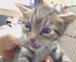 Shelter Stray Male Cat last seen AURELIUS WAY/TRAJAN DR,95662, 3839 Bradshaw Rd, Sacramento, CA 95827, USA